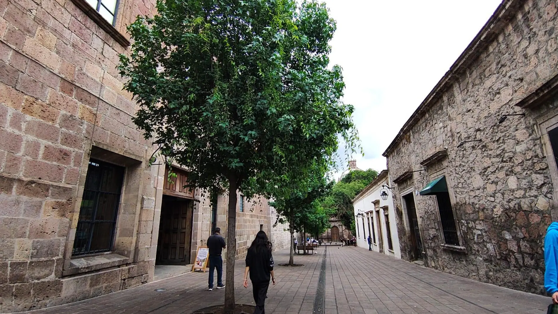 Árboles en Morelia 1